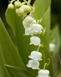 UN BRIN DE MUGUET POUR LE DÉBUT D&rsquo;UN BRIN DE BONHEUR